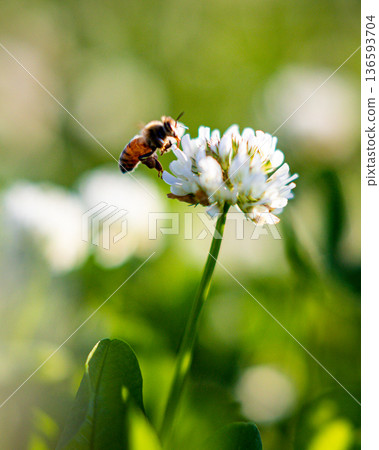 蜜蜂在花間飛舞_垂直 136593704