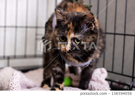 Fostered tortoise shell feline in crate exhibits attentive expression and relaxed posture Fostered tortoise shell feline in crate exhibits attentive expression and relaxed posture 136594056
