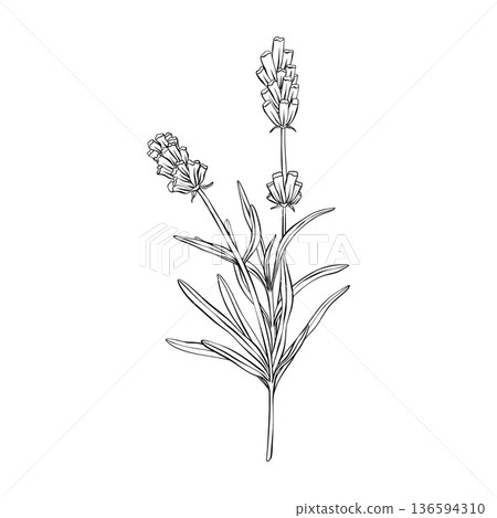 Lavender branches hand drawn vector outline illustration. Botanical clipart in black and white monochrome style. Elegant floral bouquet for wedding invitations branding, packaging, cards and templates Lavender branches hand drawn vector outline illustration. Botanical clipart in black and white monochrome style. Elegant floral bouquet for wedding invitations branding, packaging, cards and templates 136594310