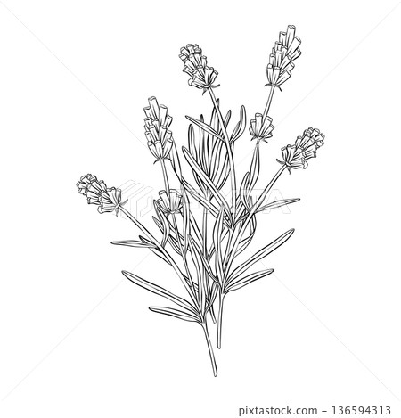 Lavender branches hand drawn vector outline illustration. Botanical clipart in black and white monochrome style. Elegant floral composition for wedding invitations, packaging, cards and templates Lavender branches hand drawn vector outline illustration. Botanical clipart in black and white monochrome style. Elegant floral composition for wedding invitations, packaging, cards and templates 136594313
