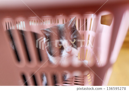 Cat in a shopping cart Cat in a shopping cart 136595278