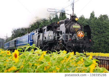 A powerful run along the Kinugawa River amidst blooming sunflowers... [SL Daiki] at Kuragasaki SL Square 136595286