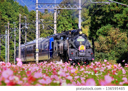 Running along the Kinugawa River road lined with cosmos... [SL Daiju] C11325 136595485