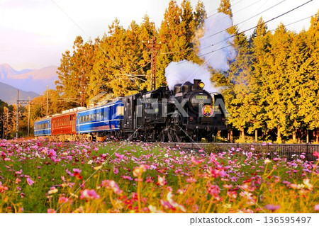 Running along the Kinugawa River road lined with cosmos... [SL Daiju] C11325 136595497