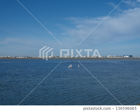 Winter Haven: Flamingos in the Shallow Waters of Tunisia 136596065