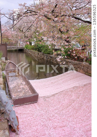 Spring scenery of Takase River, Kyoto 136596325