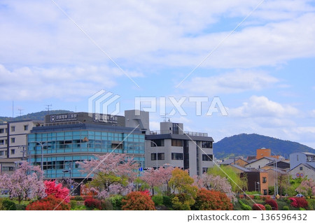 京都鴨川的春景 京都鴨川的春景 136596432