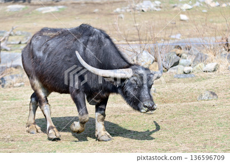 行走的亞洲水牛 行走的亞洲水牛 136596709