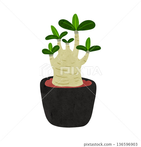 Adenium arabicum potted plant, watercolor hand-drawn illustration 136596903