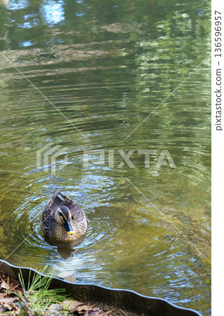 Shimane - Izumo - Spot-billed ducks and ripples floating on the water Shimane - Izumo - Spot-billed ducks and ripples floating on the water 136596957