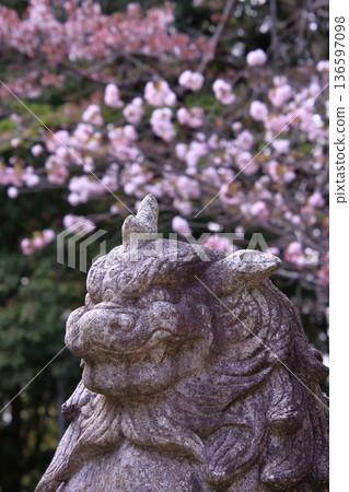 京都哲學之道熊野若王子神社的櫻花 136597098