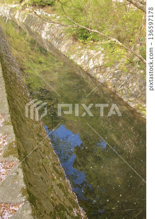 京都哲學之道上的櫻花 京都哲學之道上的櫻花 136597178