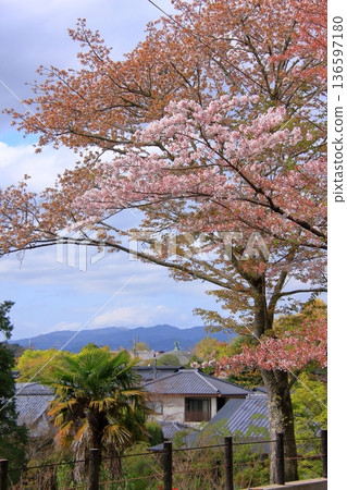 Cherry blossoms along the Philosopher's Path in Kyoto Cherry blossoms along the Philosopher's Path in Kyoto 136597180