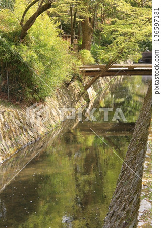 京都哲學之道上的櫻花 136597181
