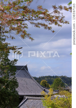 京都哲學之道上的櫻花 136597183