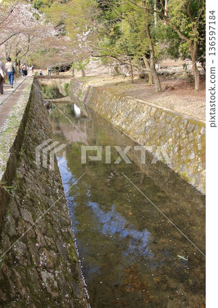 京都哲學之道上的櫻花 京都哲學之道上的櫻花 136597184