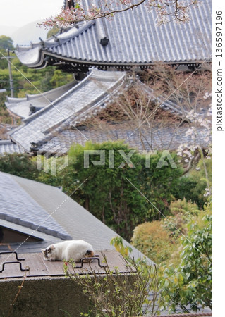 京都哲學之道上的櫻花 京都哲學之道上的櫻花 136597196