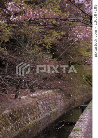 京都哲學之道上的櫻花 136597199