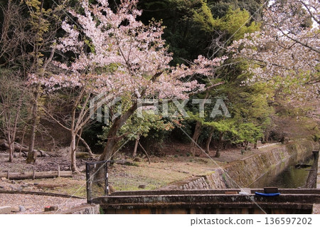 京都哲學之道上的櫻花 京都哲學之道上的櫻花 136597202