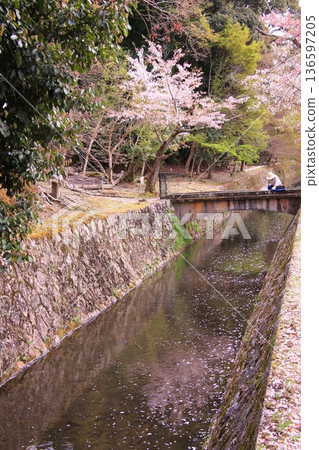 京都哲學之道上的櫻花 京都哲學之道上的櫻花 136597205