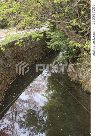 京都哲學之道上的櫻花 136597206