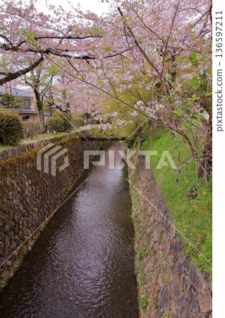 京都哲學之道上的櫻花 京都哲學之道上的櫻花 136597211