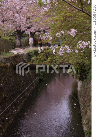 Cherry blossoms along the Philosopher's Path in Kyoto 136597216