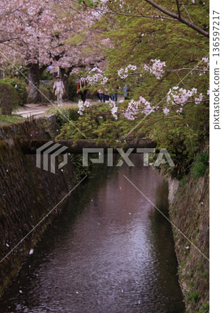 Cherry blossoms along the Philosopher's Path in Kyoto Cherry blossoms along the Philosopher's Path in Kyoto 136597217