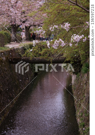京都哲學之道上的櫻花 136597218