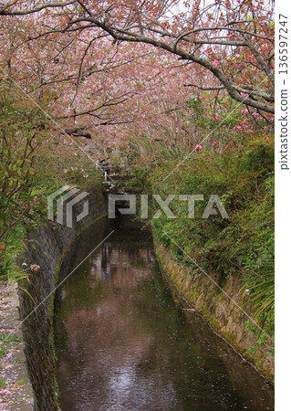 京都哲學之道上的櫻花 京都哲學之道上的櫻花 136597247