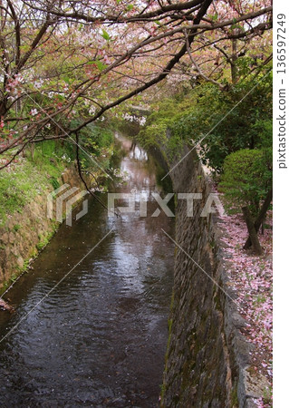 京都哲學之道上的櫻花 京都哲學之道上的櫻花 136597249