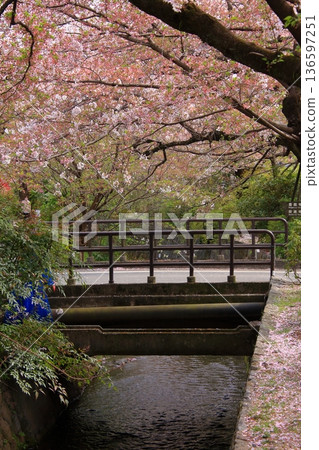Cherry blossoms along the Philosopher's Path in Kyoto Cherry blossoms along the Philosopher's Path in Kyoto 136597251