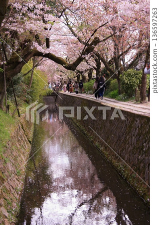 京都哲學之道上的櫻花 京都哲學之道上的櫻花 136597263