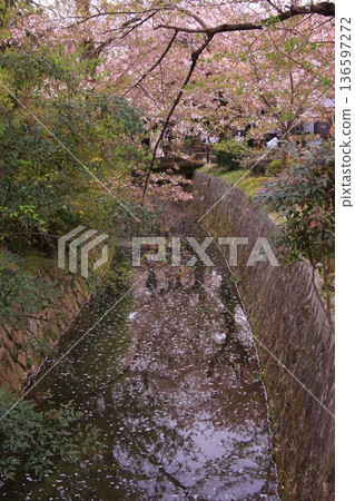 京都哲學之道上的櫻花 京都哲學之道上的櫻花 136597272