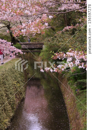 京都哲學之道上的櫻花 136597278