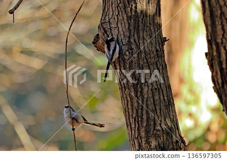 Two long-tailed tits perched on a tree branch Two long-tailed tits perched on a tree branch 136597305