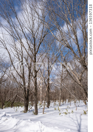 白雪皚皚的森林 136597318