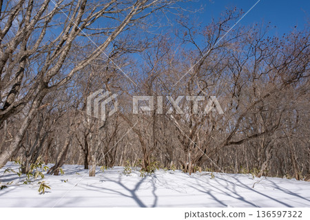 Thickets with snow 136597322