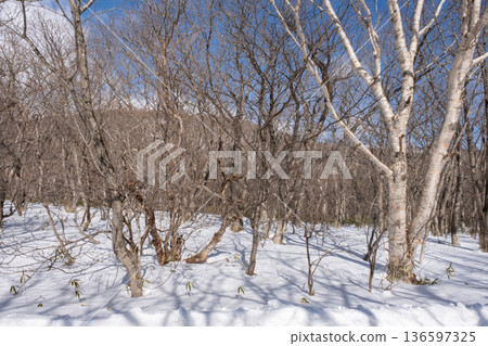 白雪皚皚的森林 白雪皚皚的森林 136597325