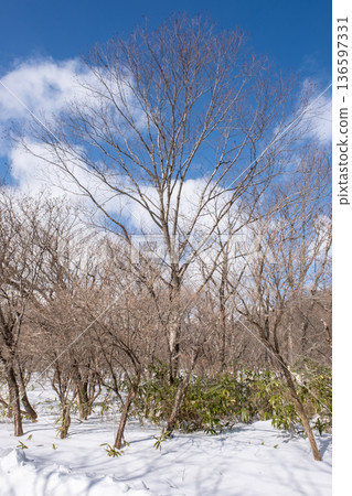 Thickets with snow 136597331