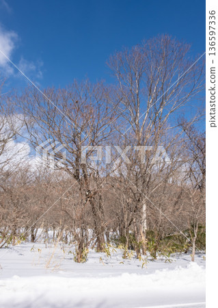 Thickets with snow Thickets with snow 136597336