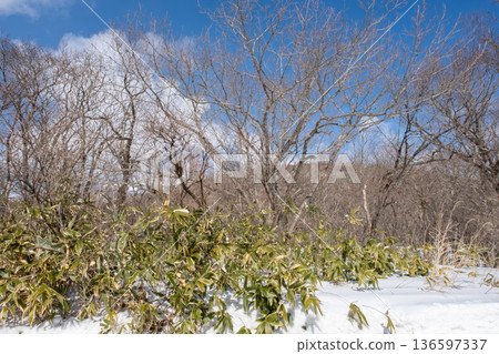 Thickets with snow 136597337