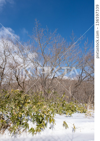 白雪皚皚的森林 136597339