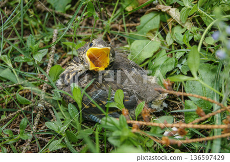Close up of a baby bird sitting in green grass with open beak, waiting for food. Wildlife, nature, spring season, survival and animal care concept. Natural outdoor scene Close up of a baby bird sitting in green grass with open beak, waiting for food. Wildlife, nature, spring season, survival and animal care concept. Natural outdoor scene 136597429