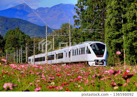 東武特急列車[Spacia X]N100系列沿著鬼怒川道路行駛，道路兩旁種滿了波斯菊。 136598092