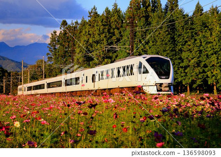 東武特急列車[Spacia X]N100系列沿著鬼怒川道路行駛，道路兩旁種滿了波斯菊。 136598093