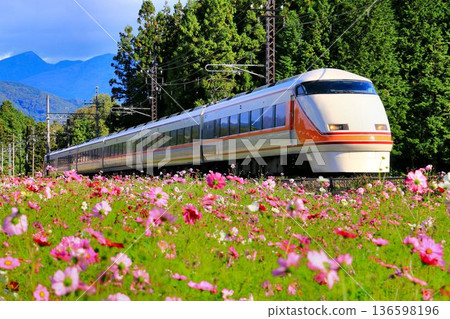 東武特急「Spacia」100系列車沿著兩旁種滿波斯菊的鬼怒川道路行駛 136598196