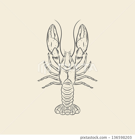 Vintage hand-drawn lobster. Linear vector illustration of sea animal. Monochrome ink. Vintage hand-drawn lobster. Linear vector illustration of sea animal. Monochrome ink. 136598203