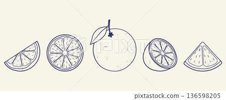 A set of vintage hand-drawn line icons of oranges. Monochrome blue ink. Vector illustration. 136598205