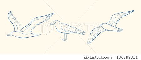 A set of hand-drawn vintage seagulls in different poses. Monochrome ink line illustration. Vector. A set of hand-drawn vintage seagulls in different poses. Monochrome ink line illustration. Vector. 136598311